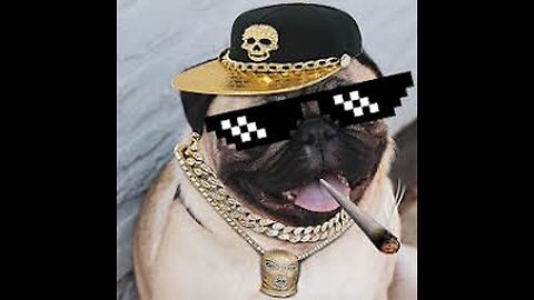 🐶😎 "Dogs Thug Life 😂🔥 | Savage Dogs Caught on Camera!"