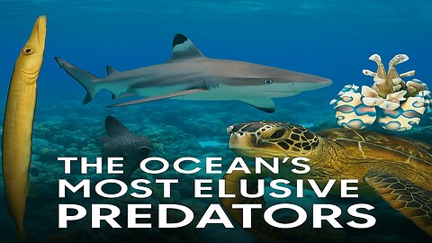 Seduana’s Wild Reef: Hunting, Camouflage & Coral Warfare