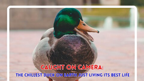 Caught on Camera: The Chillest Duck on Earth Just Living Its Best Life