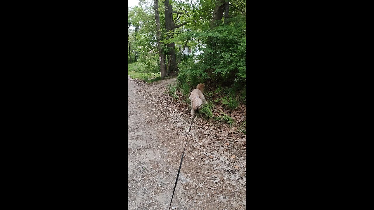 ever seen a dog poop with his leg in the air? or is mine broken? #yoshidoodledandy #labradoodle