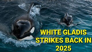 White Gladis The Killer Whale Still Sinking Boats In Spain