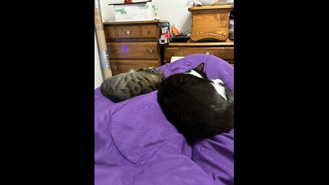 Ah I'm back from abbreviated break to upload more cat fun