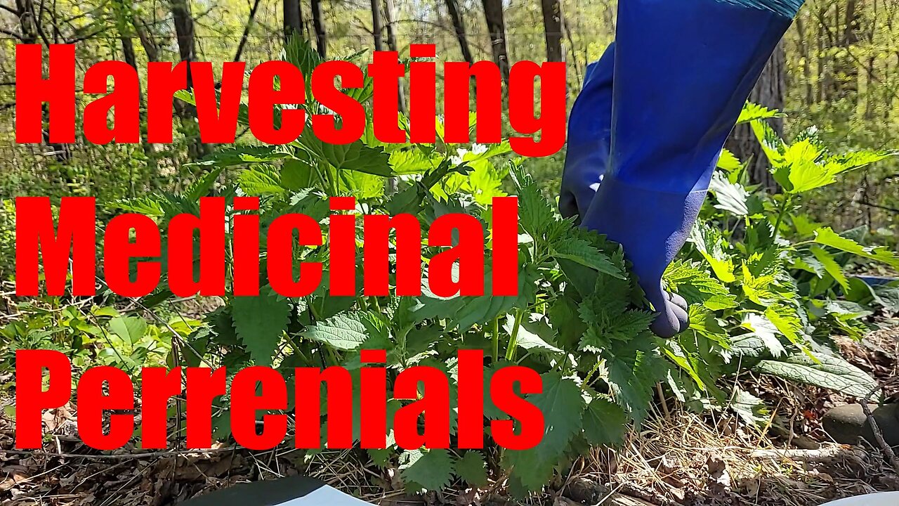 May Day Accomplishments: Harvesting #Nettles #Comfrey #Lavender #sowwellharvestmore