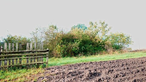 Immersive Countryside ASMR | You're on an Old Farm with Birds, Distant Saw & Dogs