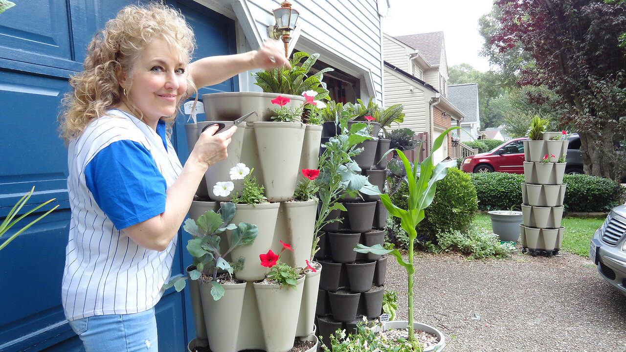 Summer Gardening Project Growing A Green Thumb