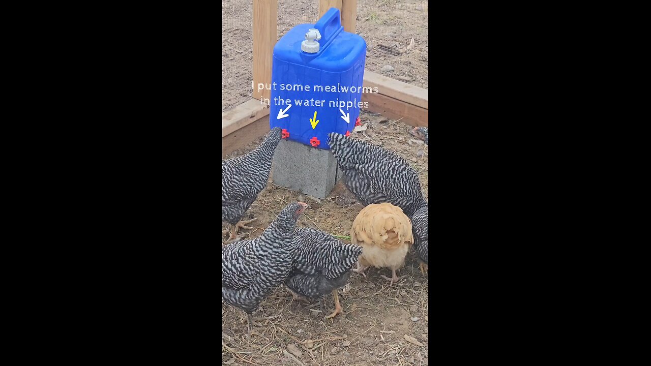 diy chicken waterer