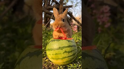 This little rabbit actually coughs cute pet dog