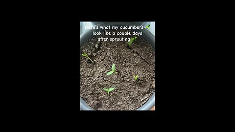 Cucumber Progress Report!