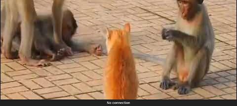 Naughty Animals | Funniest moments 😽😂