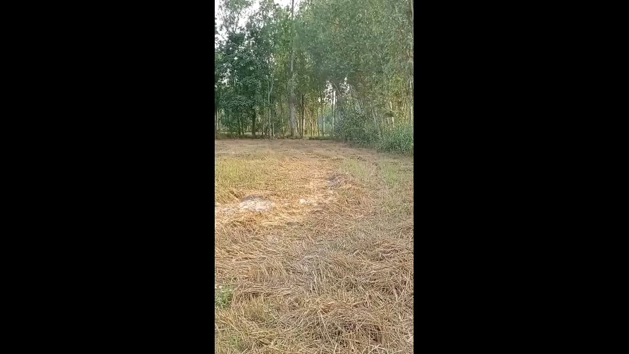 satisfying Video