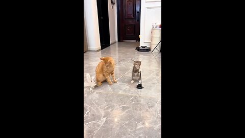 fun with cat