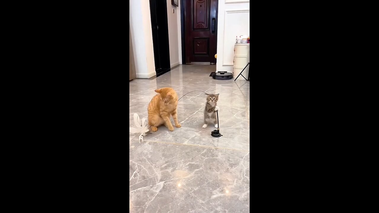 fun with cat