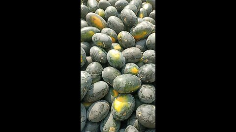 Watermelons on the Roll