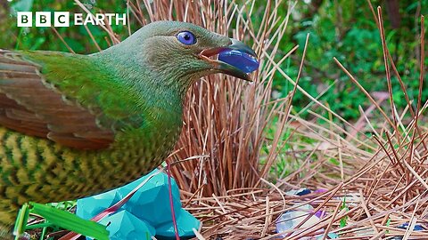 Cheeky Bird Steals To Impress | 4K UHD | BBC Earth