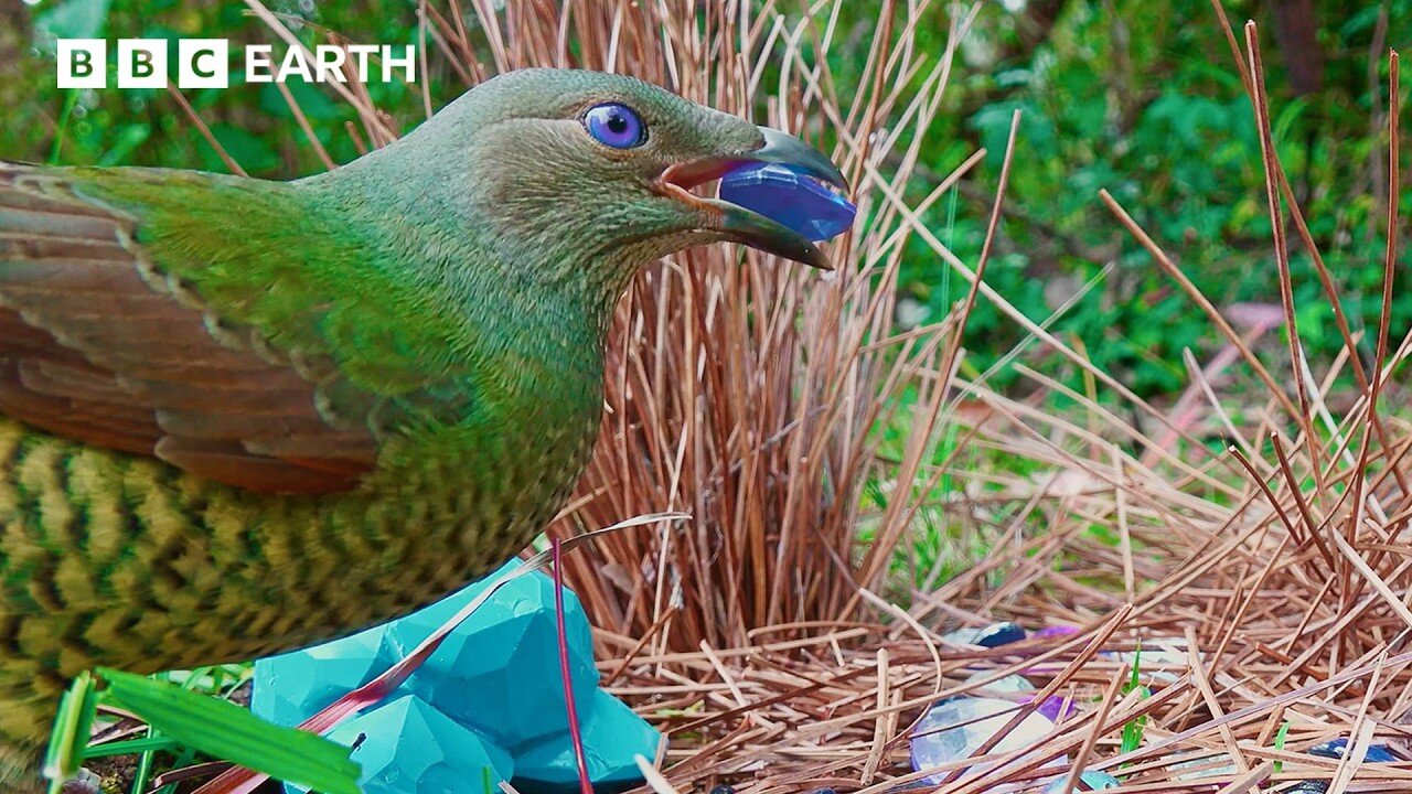 Cheeky Bird Steals To Impress | 4K UHD | BBC Earth