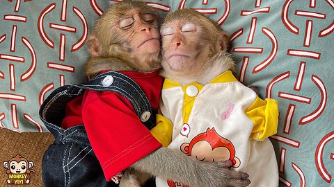 Monkey baby YiYi sleeping with YinYin is very cute when she met him again