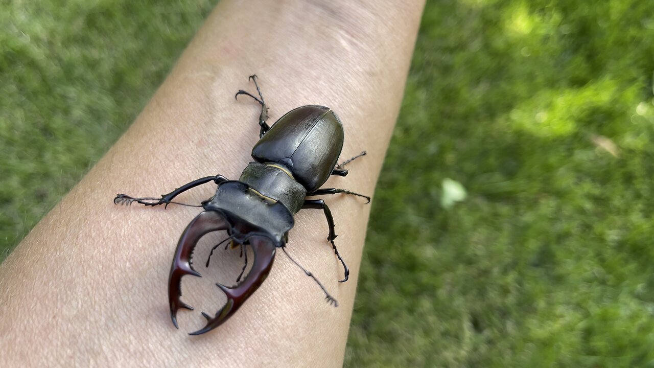 Stag beetle