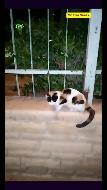 "Just a little fur-tastic moment to brighten your feed! 🐾 #CatVibes #Meow"