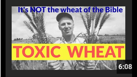 Wheat Toxicity: Opioids Presence and Potential Schizophrenia Connection