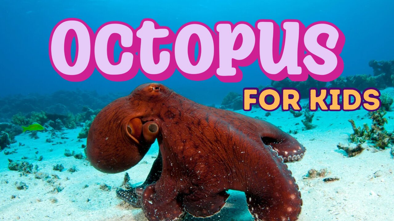 Octopus the Masters of the Sea