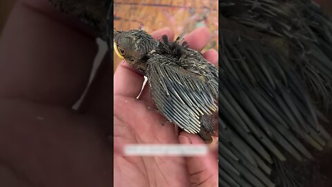 The bird fell out of the nest and was lucky to be found by a man