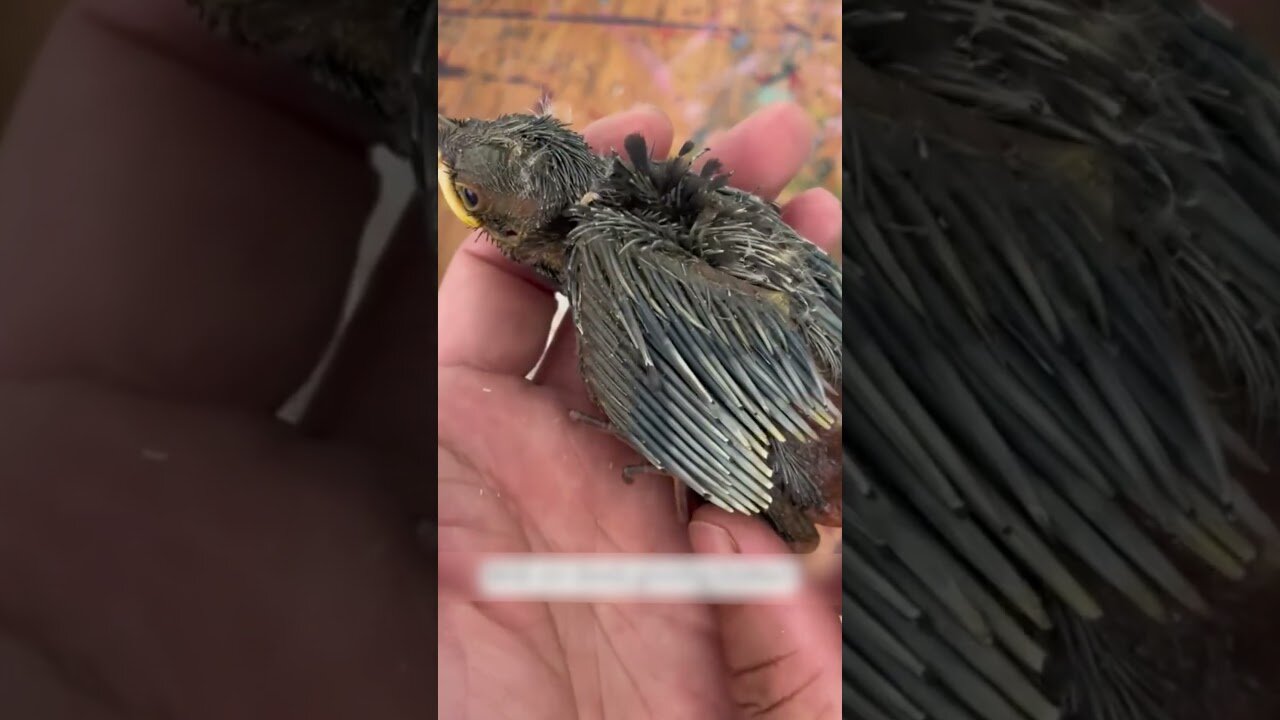 The bird fell out of the nest and was lucky to be found by a man