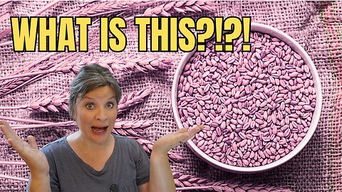 The New Wheat EVERY Home Baker Needs to Know About!