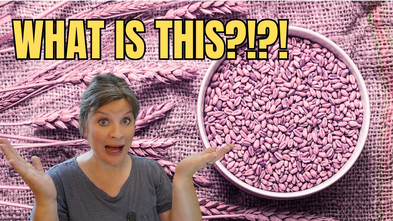 The New Wheat EVERY Home Baker Needs to Know About!