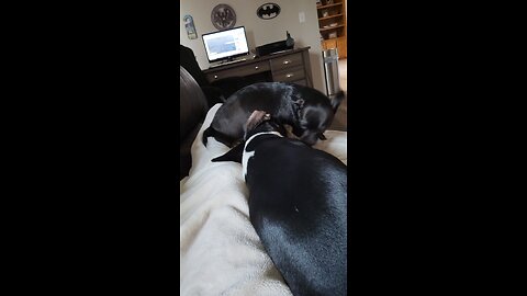 Look at this violent fight