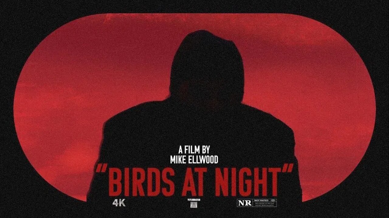 Birds at Night 2024