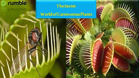 Tips about carnivorous plants