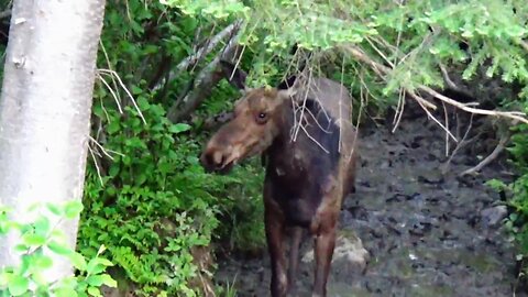 Mudhole Moose