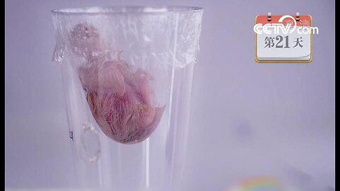 China's first chick hatched without an eggshell | CCTV English