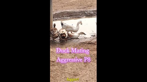 Duck Mating Aggressive P8