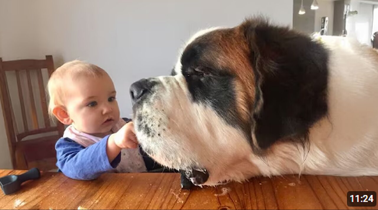 When Big Dogs Become the Sweetest Babysitters ❤️