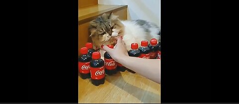 Hilarious Animal Moments You Can't Miss!