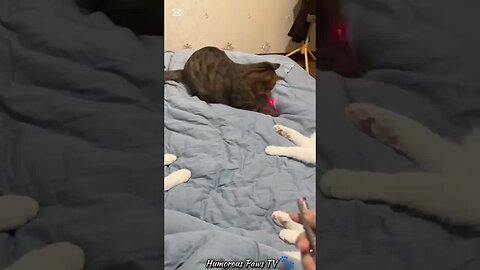 POV: Your Pet Has Main Character Energy!