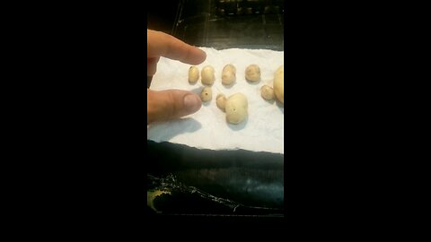 MY VERY FIRST POTATO CROP 😐