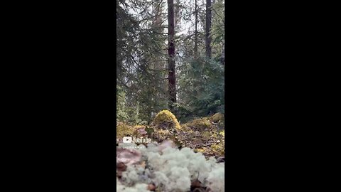 Thiccc Moss #Subscribe #Upinalaska #Alaska #Moss #ASMR #Hiking #Camping #iPhone #Comedy #fyp
