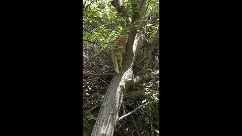 Cat 🐈 in nature.