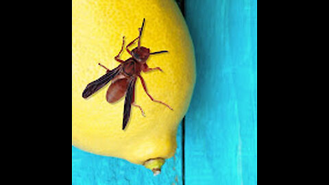 Wasp Venom Lemonade