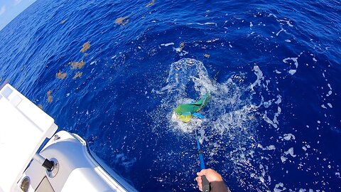 The Wily Mahi Mahi