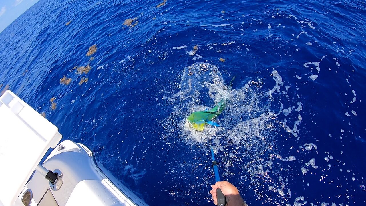 The Wily Mahi Mahi