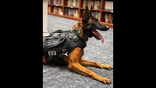 A hero’s procession for Spike.