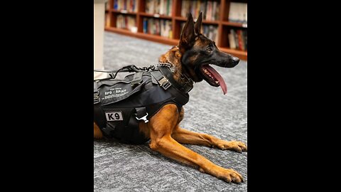A hero’s procession for Spike.