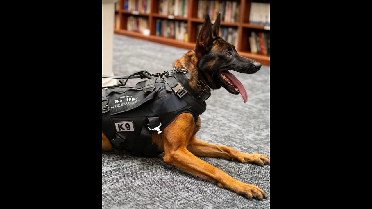 A hero’s procession for Spike.