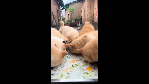 Dog eating