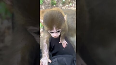 Come up to find milk and drink monkeys
