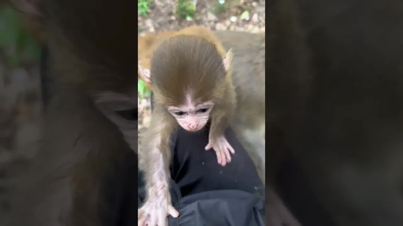 Come up to find milk and drink monkeys