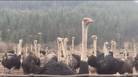 BEAK Beats Ep. 2: Flu-ency in DC – A Barnyard Broadcast on Bird Flu Theater